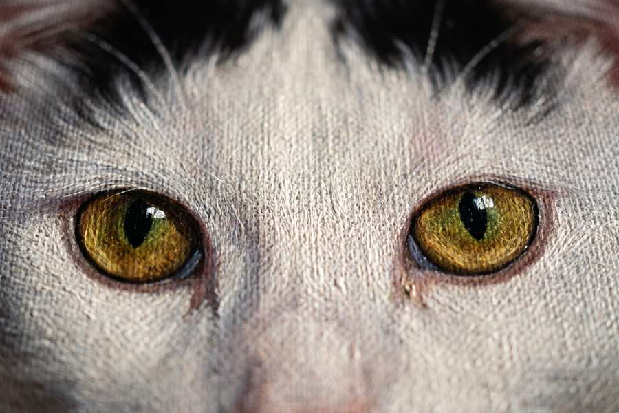The eyes, enlarged three times on the printed canvas. You can see the weave cross the iris